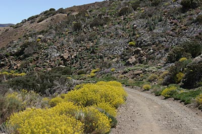 Wanderweg Siete Canadas - Teneriffa